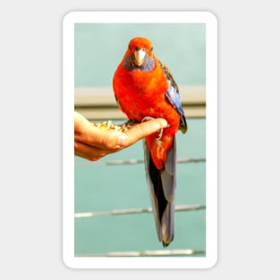 Crimson Rosella Magnet